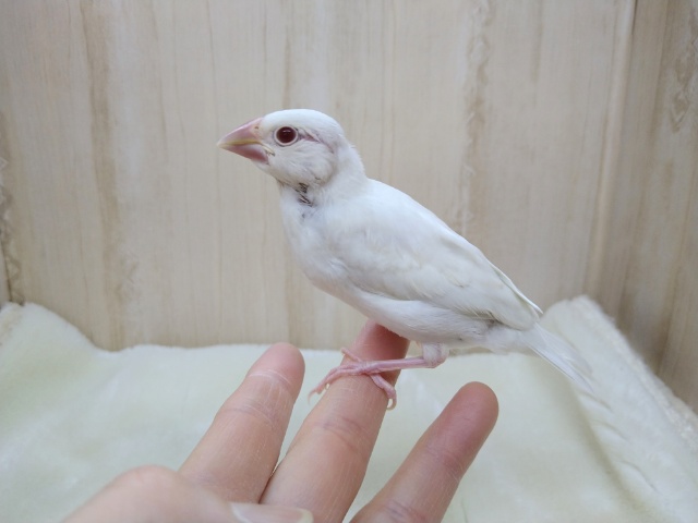 イノ文鳥
