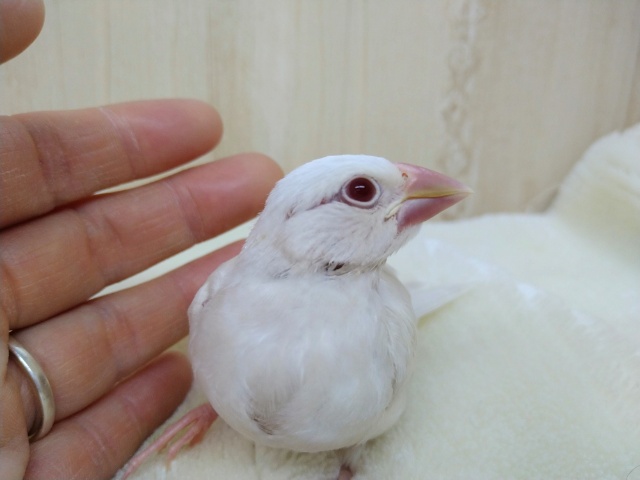 イノ文鳥