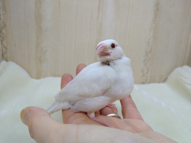イノ文鳥
