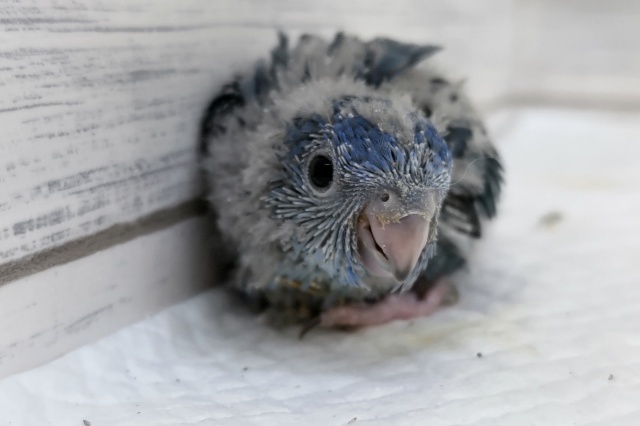 サザナミインコ