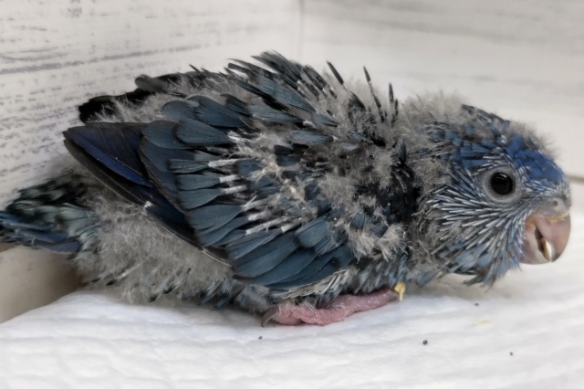 サザナミインコ