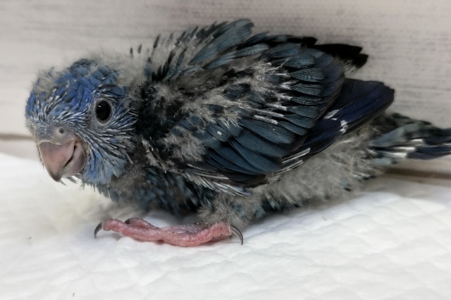 サザナミインコ