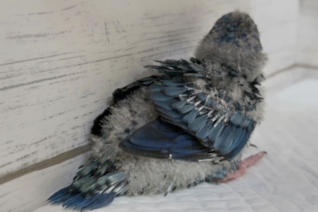 サザナミインコ