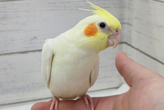 オカメインコ