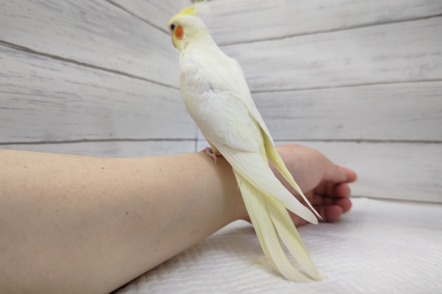 オカメインコ