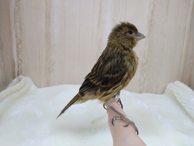 ブロンズカナリア