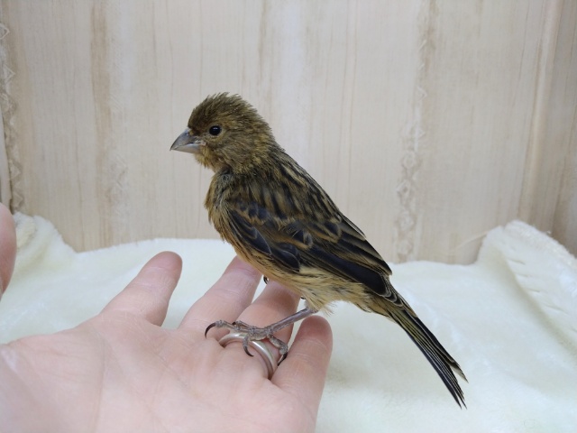 ブロンズカナリア