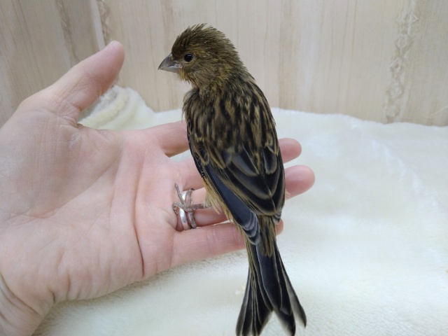 ブロンズカナリア