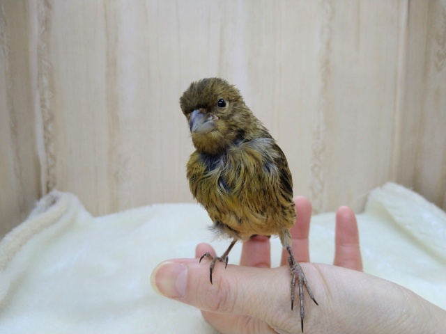 ブロンズカナリア