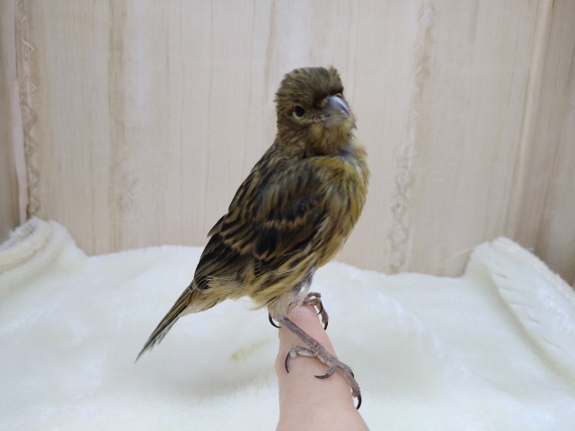 ブロンズカナリア