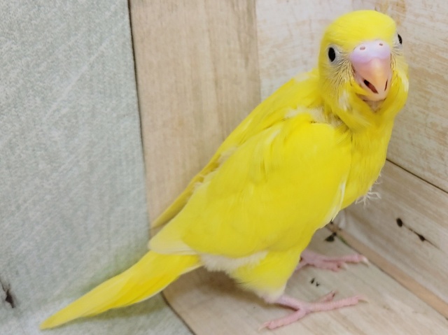 セキセイインコ