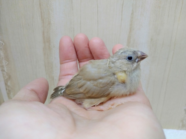 錦花鳥（キンカチョウ）