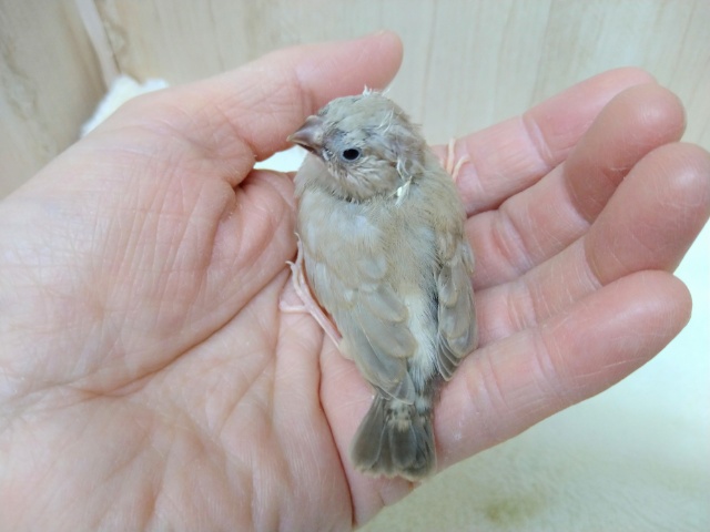 錦花鳥（キンカチョウ）