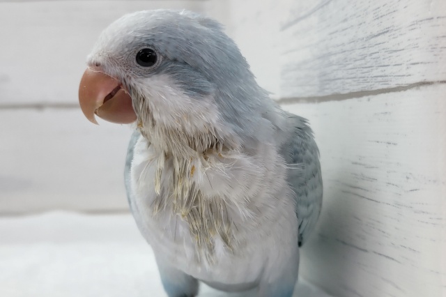 オキナインコ