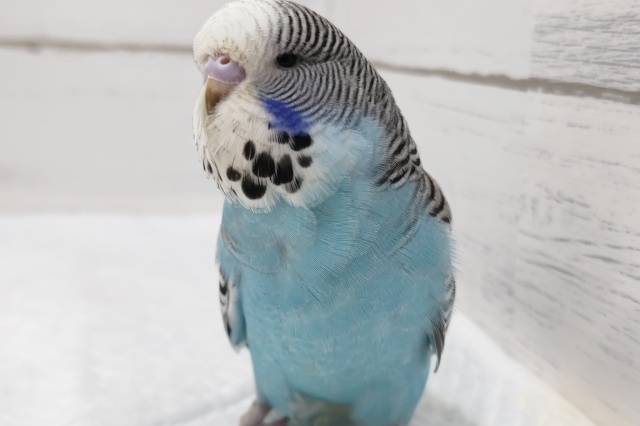 ジャンボセキセイインコ