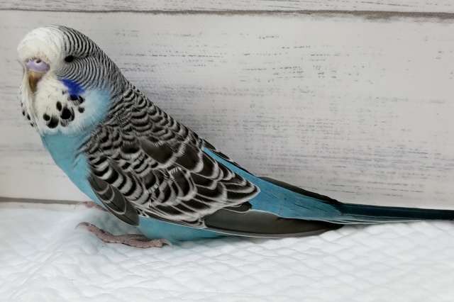 ジャンボセキセイインコ