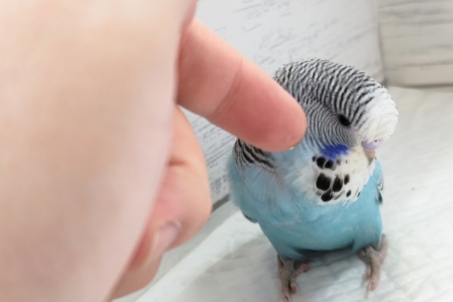 ジャンボセキセイインコ