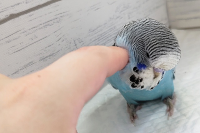 ジャンボセキセイインコ