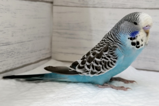 ジャンボセキセイインコ