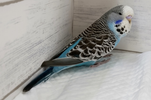 ジャンボセキセイインコ