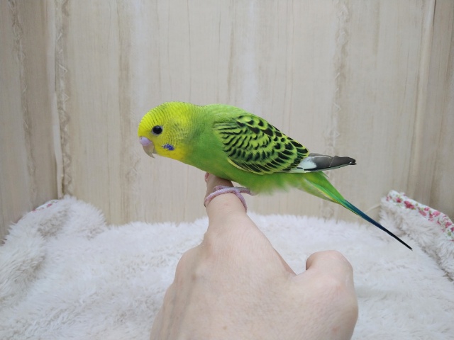 セキセイインコ