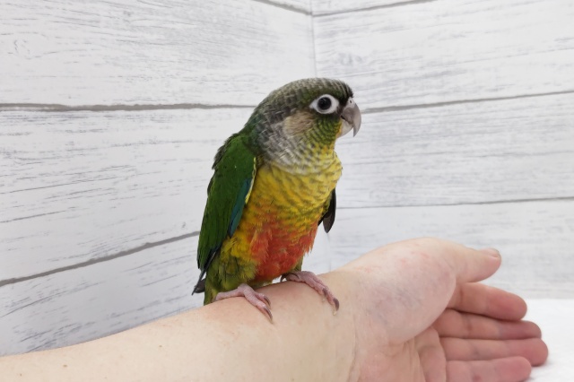 ホオミドリウロコインコ