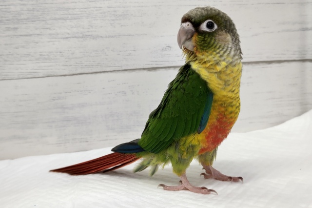 ホオミドリウロコインコ