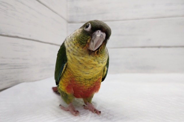 ホオミドリウロコインコ