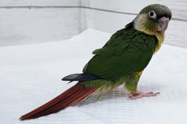 ホオミドリウロコインコ