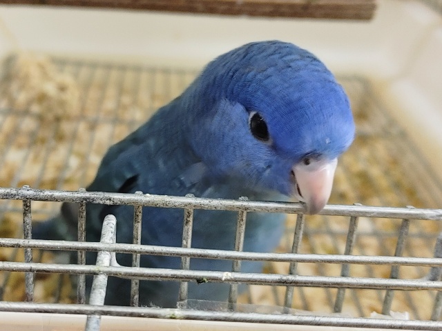 サザナミインコ