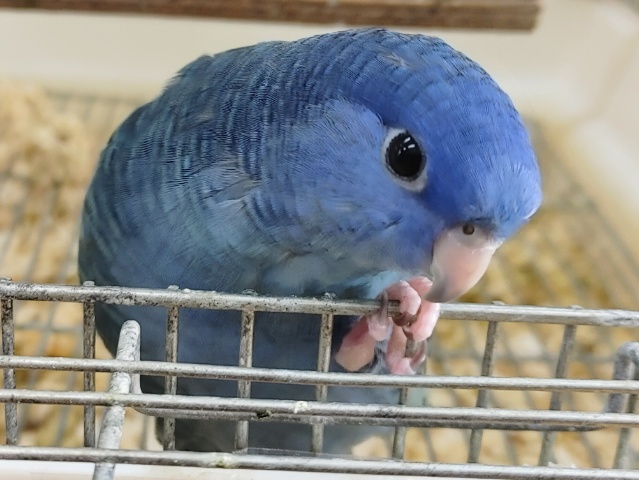 サザナミインコ