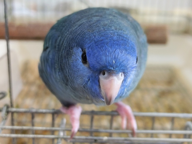 サザナミインコ