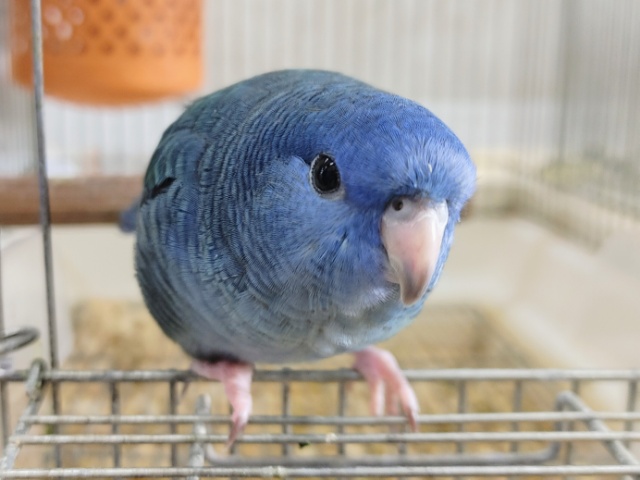 サザナミインコ