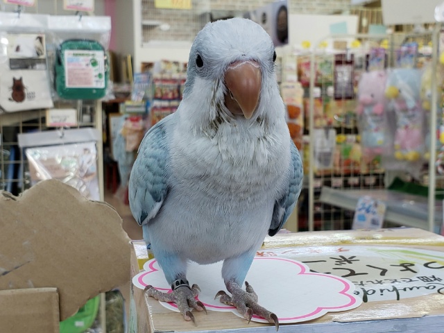 オキナインコ