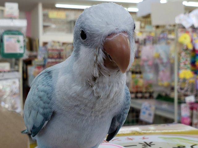 オキナインコ
