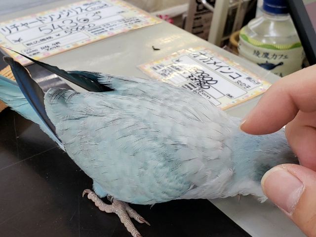 オキナインコ