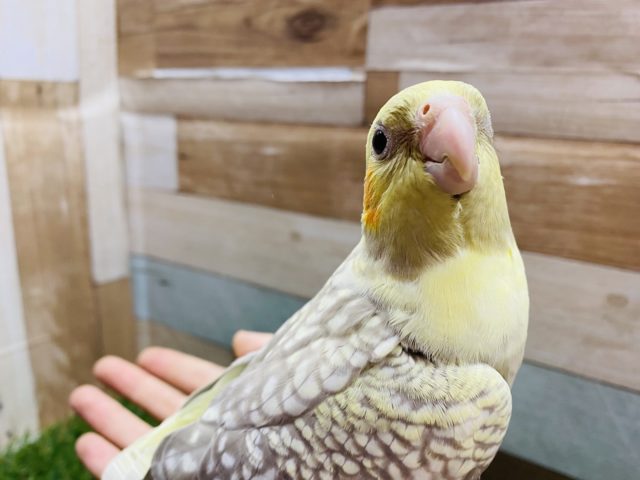 オカメインコ