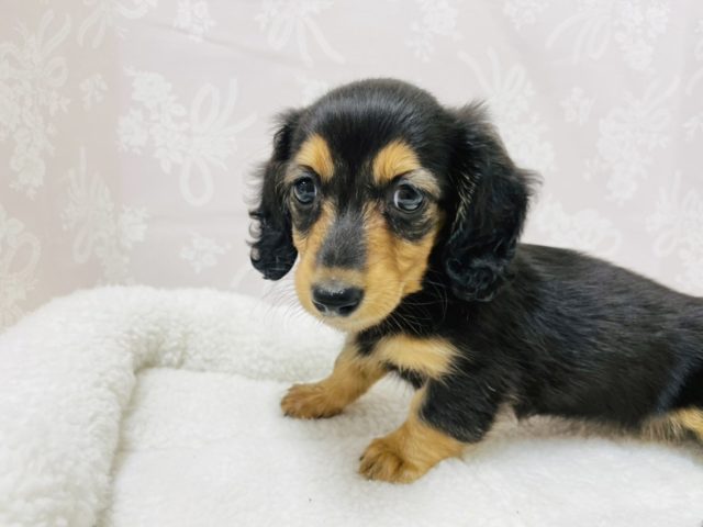 ミニチュアダックス