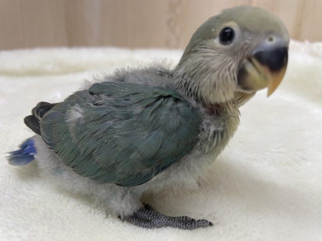 コザクラインコ（小桜インコ）