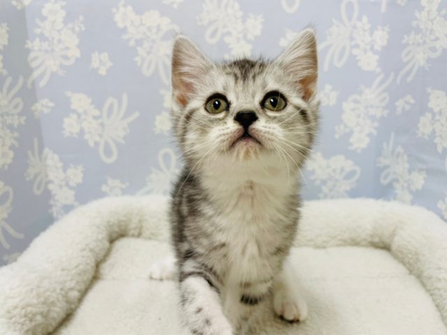 スコティッシュフォールド