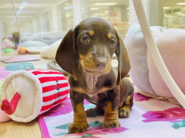 スタンダードダックス