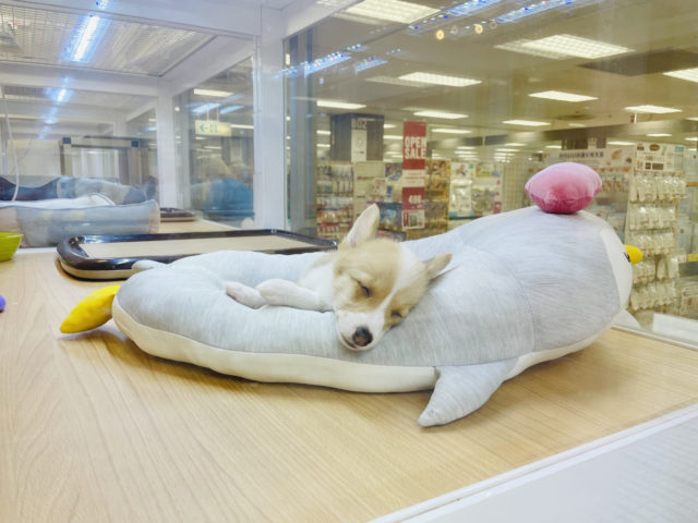 ウェルシュコーギー・ペンブローグ