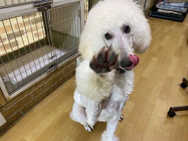 スタンダードプードル