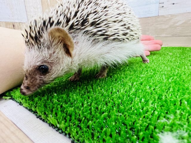 ハリネズミ（ヨツユビハリネズミ）