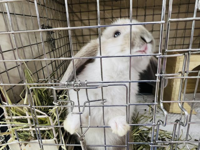 ロップイヤーラビット