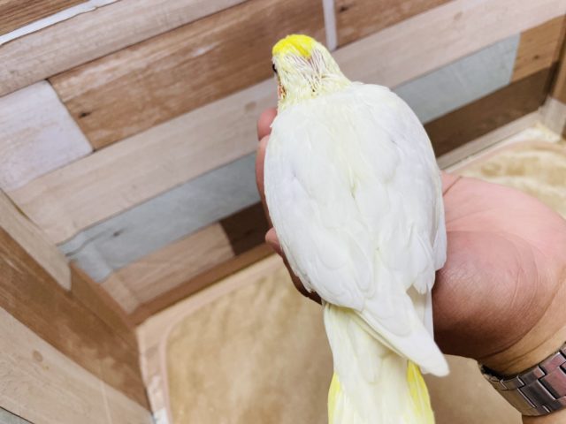 オカメインコ