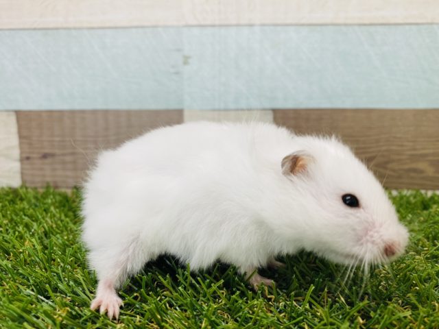 ゴールデンハムスター