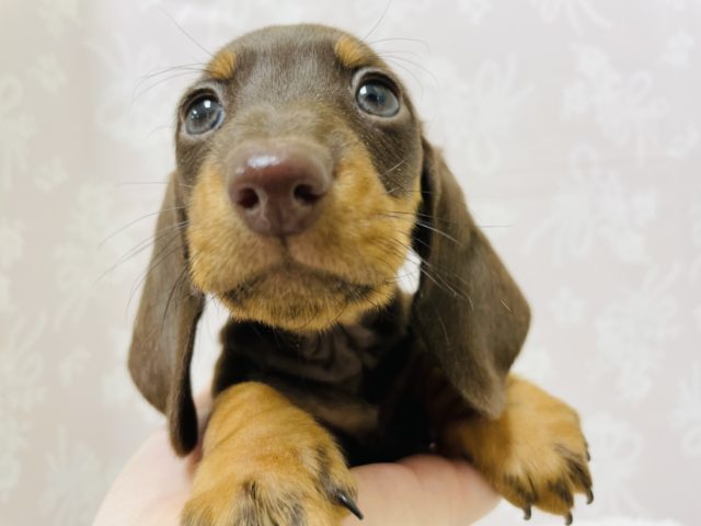 スタンダードダックス