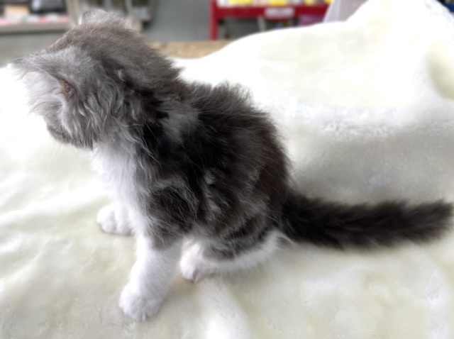 スコティッシュフォールド