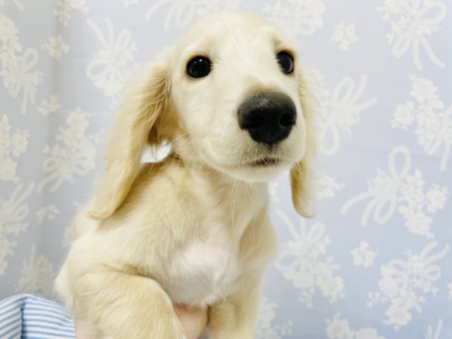 ミニチュアダックス